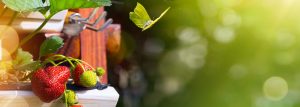 June Ottawa Market Update